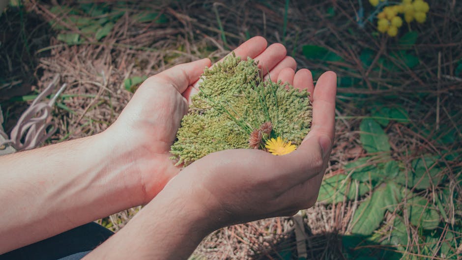 Close-up of hands gently holding moss and a yellow flower, symbolizing nature and growth.